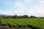 [IMG_2343.JPG]