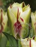 [Flaming-Springgreen_01.jpg]