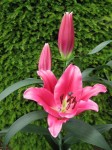 [IMG_3267.JPG]