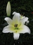 [IMG_3268.JPG]