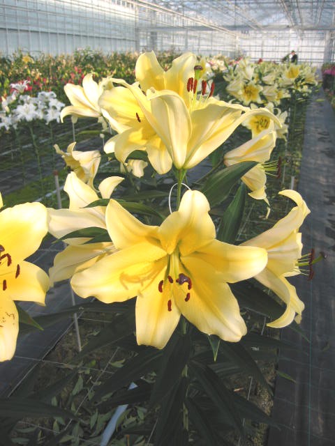 pictures taken in our greenhouse today